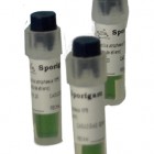 03-Vial